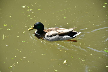 Obraz premium Wildlife Ducks on the water 