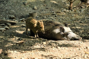 wildlife wild boar near the forest	