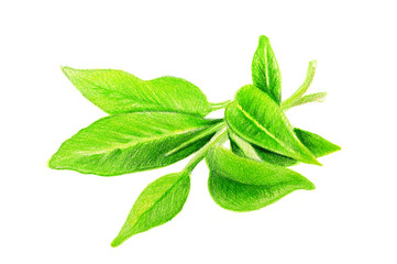 Green tea - HAND DRAWING CRAYON