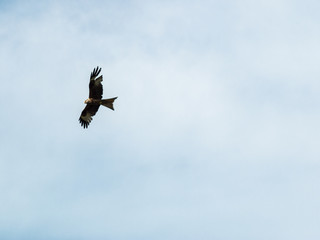 Red kite bird flying with blue sky and clouds