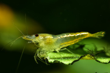 Gelbe Skeleton Garnele auf Bucephalandra