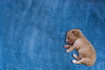 adorable sleeping cocker spaniel puppy sleeping on the blue mat with copy space