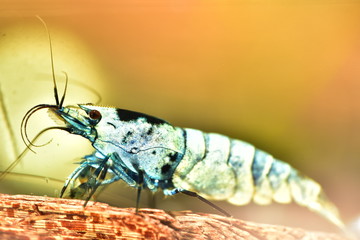 Seltene Zuchtgarnele