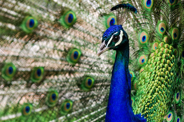Fototapeta na wymiar Peacock Pavo cristatus
