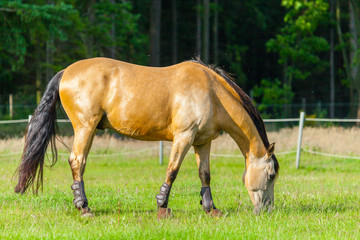Naklejka na ściany i meble a brown horse stands on a fence