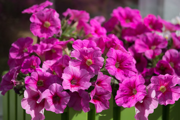 Pinke Petunien am Gartenzaun