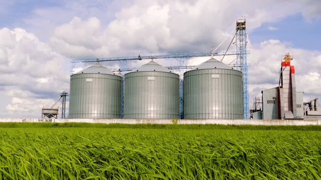 Agricultural Silo, foreground sunflower plantations - Building Exterior, Storage and drying of grains, wheat, corn, soy, sunflower against the blue sky with white clouds