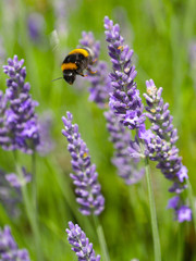 lavande et abeille en gros plan