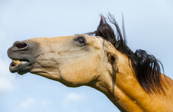 Brown Horse Shows His Teeth