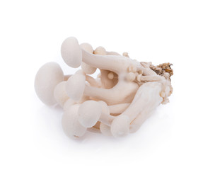 white shimeji mushrooms isolated on white background