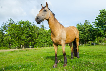 brown horse stands on green willow