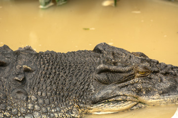Close up picture of crocodile head in the water in Sandakan Crocodile farm, the biggest crocodile farm in Malaysia