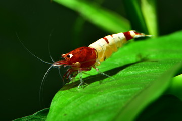 Extrem schöne rote Pinto Taiwan Bee Shadow Garnele auf Anubia