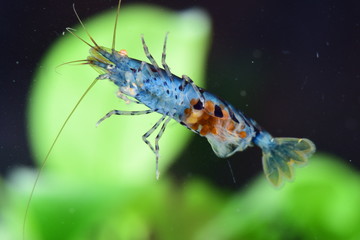 Eier einer schwimmenden tragenden blauen Tigergarnele mit orangenen Augen