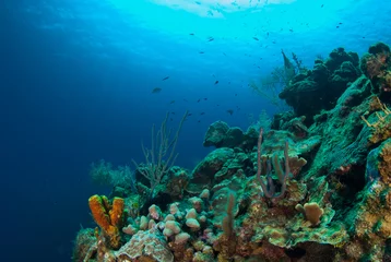 Foto op Canvas koraalformaties op het rif rond Grand Cayman hebben eeuwen nodig gehad om te groeien. Dit overvloedige ecosysteem wordt genoten door duikers die zich verwonderen over de natuurlijke schoonheid van de Caribische onderwaterwereld © drew