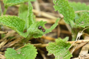 big forest ant  and anthill