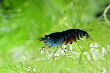 Tragende blaue Tigergarnele mit orangenen Augen