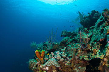 coral formations on the reef around Grand Cayman have taken centuries to grow. This abundant ecosystem is enjoyed by scuba divers who marvel at the natural beauty of the underwater caribbean world