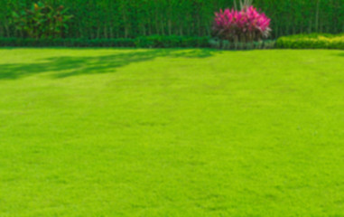 Fototapeta na wymiar Blurred green lawn, the front lawn for background.