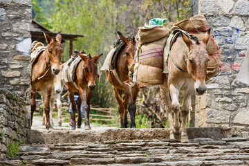 Fototapeta premium Himalayan horse caravan