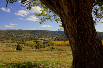 Bajo el árbol