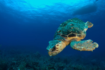 Obraz premium A loggerhead sea turtle swims through the deep blue ocean in Grand Cayman, Caribbean. The majestic reptile is so old he has barnacles on his shell. This unfortunate guy has lost a fin.