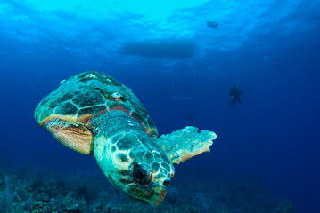 Fototapeta na wymiar A loggerhead sea turtle swims through the deep blue ocean in Grand Cayman, Caribbean. The majestic reptile is so old he has barnacles on his shell. This unfortunate guy has lost a fin.