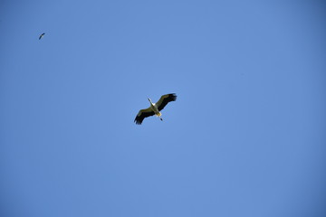 stork flying and sitting in the nest 