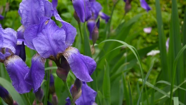 Blue irises moving on the wind. Video footage HD static camera.
