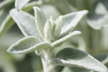 Wollziest Stachys lanata