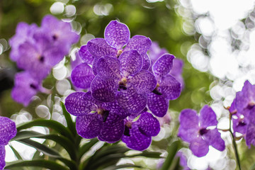 Purple orchid beautiful flowers in nice garden in Thailand