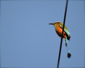 Torquise-browed Mot Mot.  