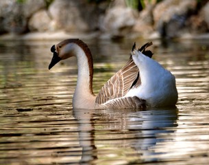 Stunning in Reflection