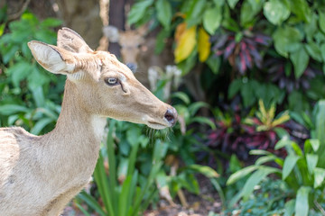 Cute deer or antelope in Khao Kheow Public Open Zoo Thailand, All people can touch and feed deer every day