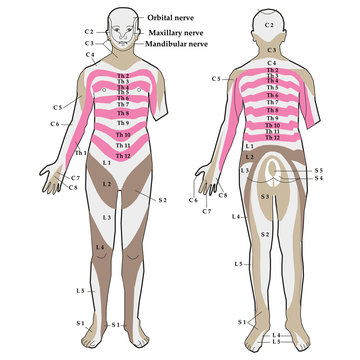 Vector image segmental innervation of the skin. Infographics.