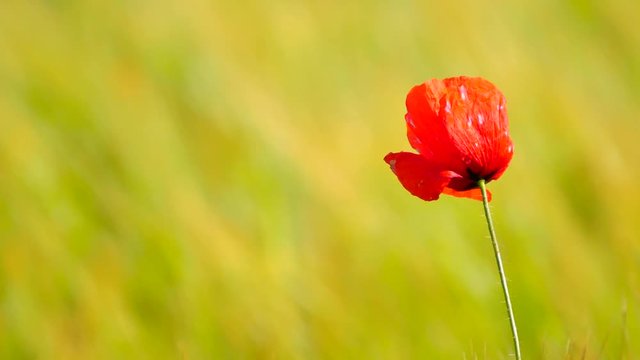 Couple of red poppy flowers are fluttering with fresh green barley field on a background. The red poppies in blossom are swinging in the wind. 
