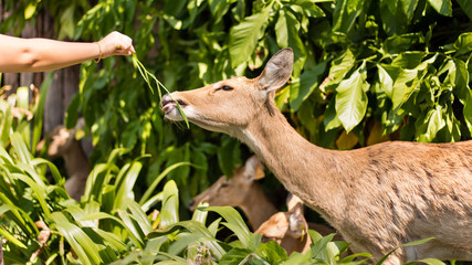 Tourist feeding a small antelope