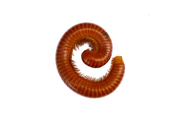 Giant Millipede on the white background