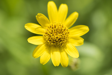 Arnika arnica montana