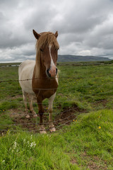 Cavallo islandese, bianco e marrone