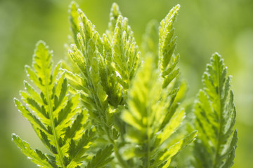 Schafgarbe achillea millefolium
