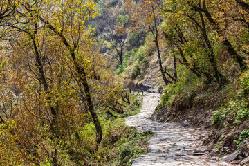 Footpath in the forest
