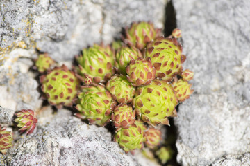 Hauswurz, sempervivum