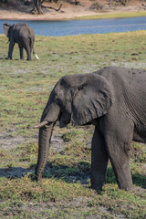 Fototapeta premium Elephant eating in Chobe National Park in Botswana