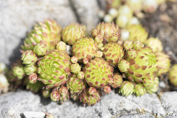 Hauswurz, sempervivum