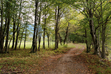 Road in the autumn forest. Caucasus. Russia. The Caucasian reserve. View of the cordon Guzeripl