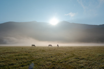 Naklejka na ściany i meble The first rays of the sun illuminate a foggy clearing with grazing horses. Caucasus. Russia. The Caucasian reserve. Cordon Guzeripl