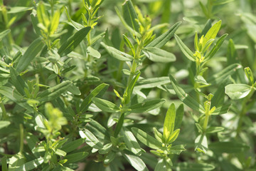 Ysop, hyssopus officinalis