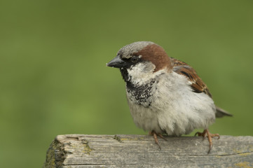 house sparrow