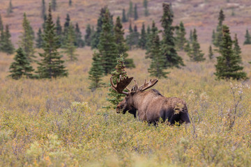 Fototapeta na wymiar Alaska Bull Moose in Velvet